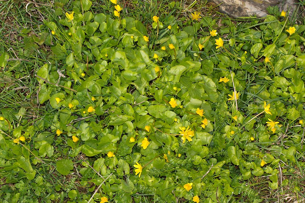 Ficaria verna (ex Ranunculus ficaria)